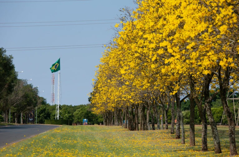 Flor simbolo do brasil - ipê amarelo