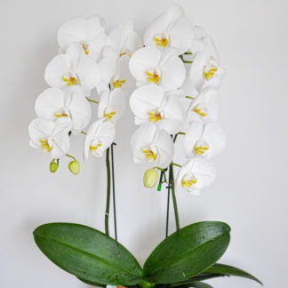 2 Orquídea Cascata Especial com vaso